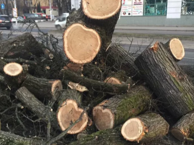 Уничтожение парка с деревьями в России, и как решают эту проблему заграницей